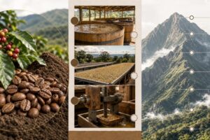 découvrez comment décrypter une étiquette de café de spécialité en comprenant les informations clés telles que le terroir, le process et l'altitude pour apprécier pleinement chaque tasse.