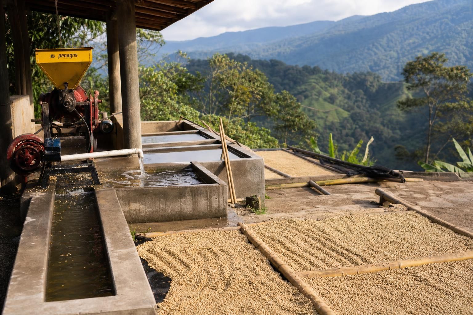 découvrez les différences entre les procédés café nature, lavé et honey, et choisissez celui qui correspond le mieux à vos préférences gustatives pour savourer un café parfait.