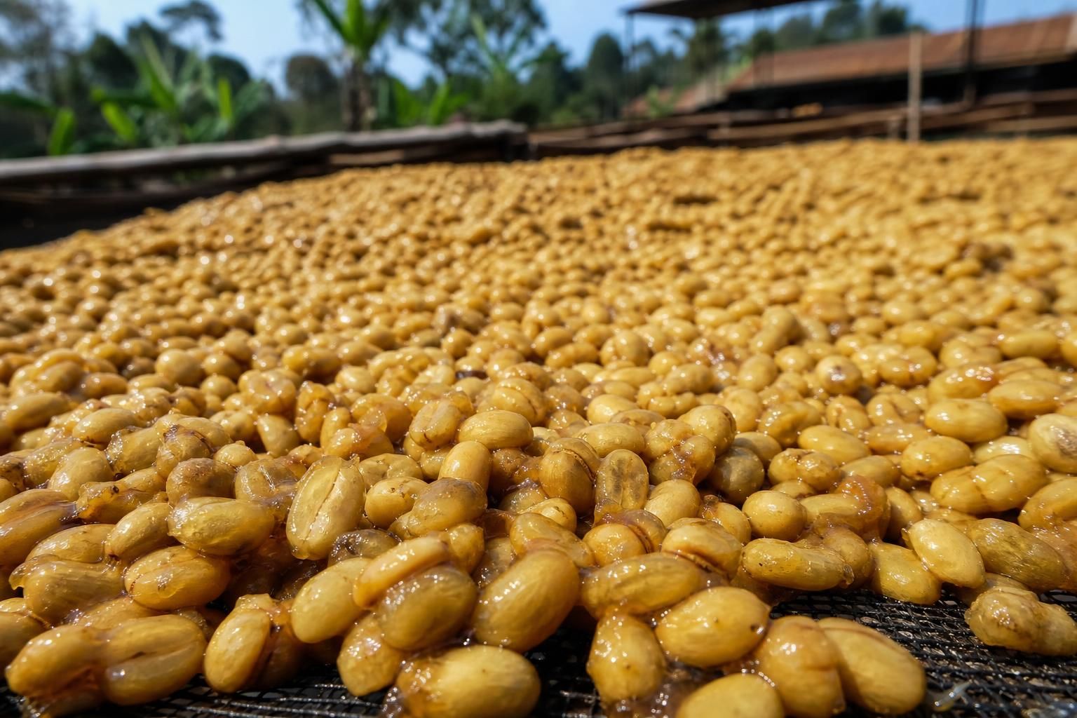 découvrez les différences entre les procédés café nature, lavé et honey pour choisir celui qui correspond le mieux à vos goûts et savourez un café parfaitement adapté à vos préférences.