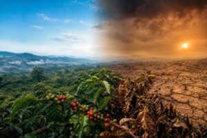 découvrez comment le réchauffement climatique menace la production et la qualité du café de spécialité, et explorez les solutions pour préserver cet avenir précieux.
